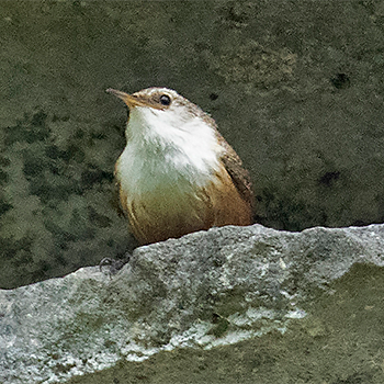 Canyon Wren