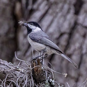Carolina Chickadee