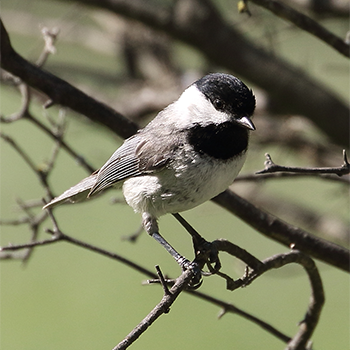 Carolina Chickadee