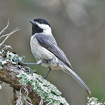 Carolina Chickadee