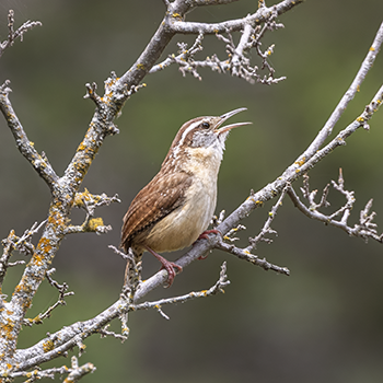 Carolina Wren