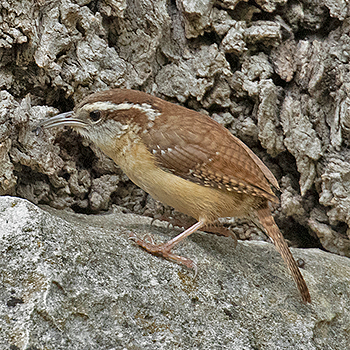 Carolina Wren