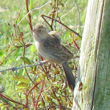 Cassin's Sparrow