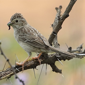 Cassin's Sparrow