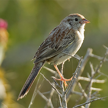 Cassin's Sparrow