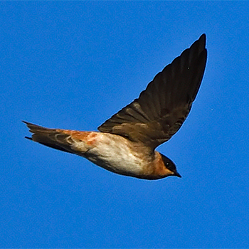 Cave Swallow
