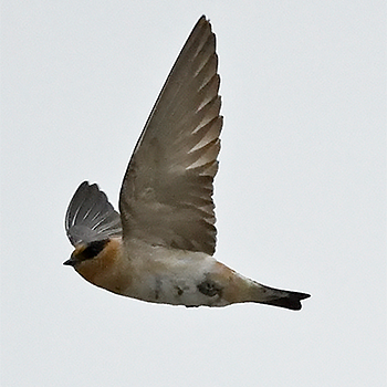 Cave Swallow