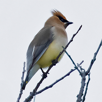 Cedar Waxwing