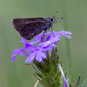 Celia's Roadside-Skipper