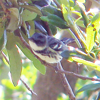 Cerulean Warbler