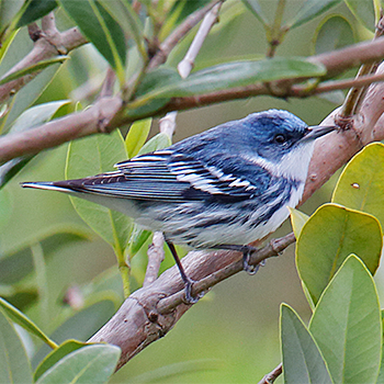 Cerulean Warbler