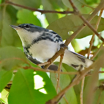 Cerulean Warbler