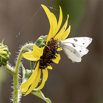 Checkered White