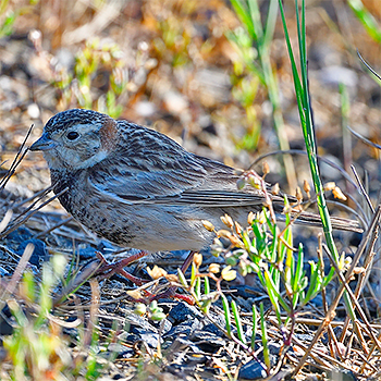 Chestnut-collared Longspur