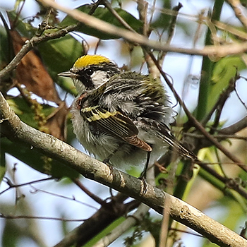 Chestnut-sided Warbler