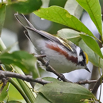 Chestnut-sided Warbler
