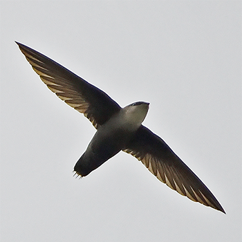 Chimney Swift