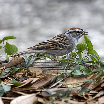 Chipping Sparrow