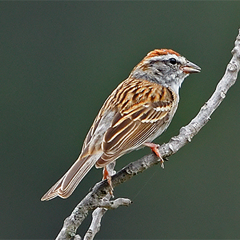 Chipping Sparrow