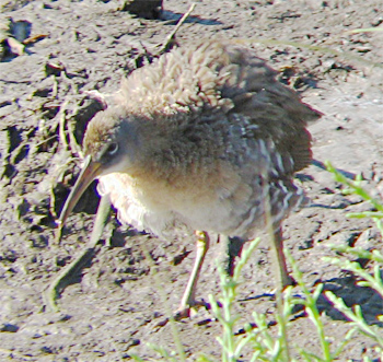 Clapper Rail