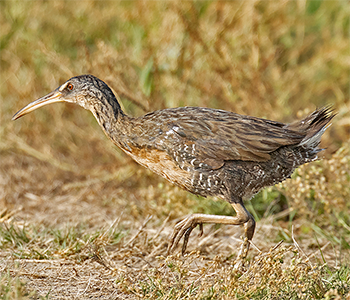 Clapper Rail