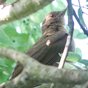 Clay-coloured Thrush