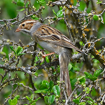 Clay-coloured Sparrow