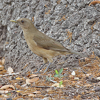Clay-coloured Thrush