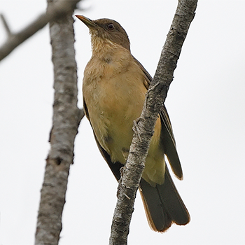Clay-coloured Thrush