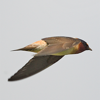 Cliff Swallow
