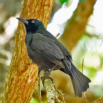 Common Grackle