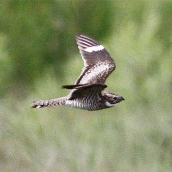 Common Nighthawk