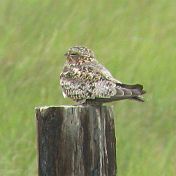 Common Nighthawk