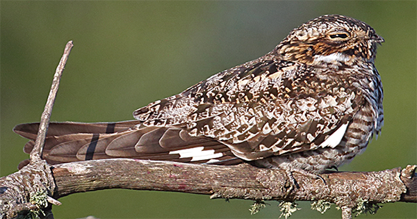 Common Nighthawk