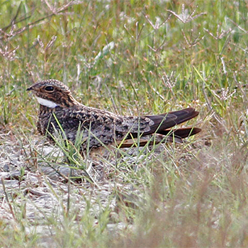 Common Nighthawk