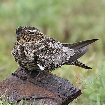 Common Nighthawk