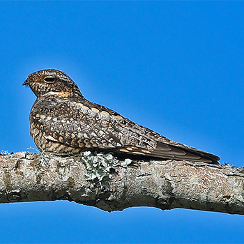 Common Nighthawk