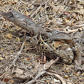Common Pauraque