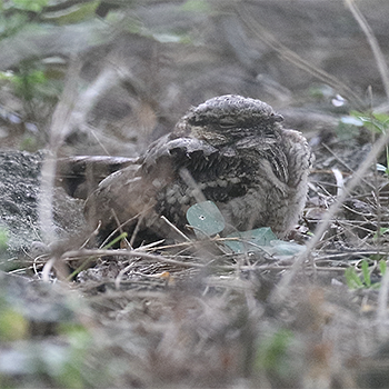 Common Pauraque