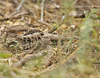 Common Pauraque
