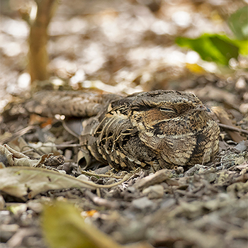 Common Pauraque