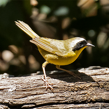 Common Yellowthroat