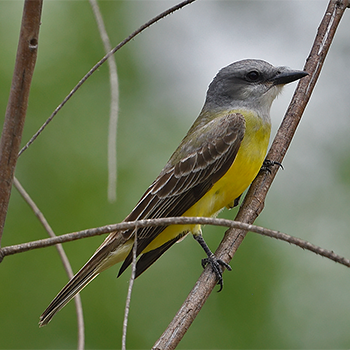 Couch's Kingbird