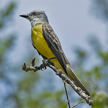 Couch's Kingbird