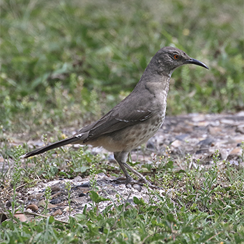 Curve-billed Thrasher