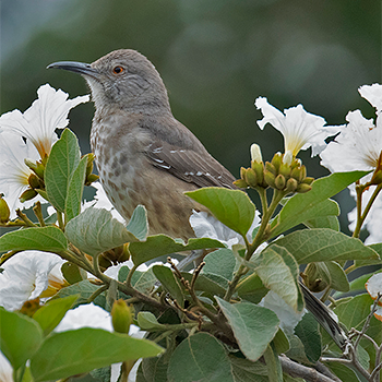 Curve-billed Thrasher