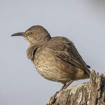 Curve-billed Thrasher
