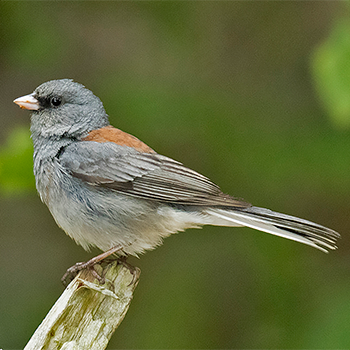 Dark-eyed (Grey-headed) Junco