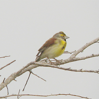 Dickcissel