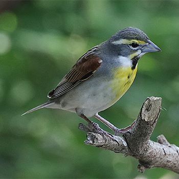 Dickcissel